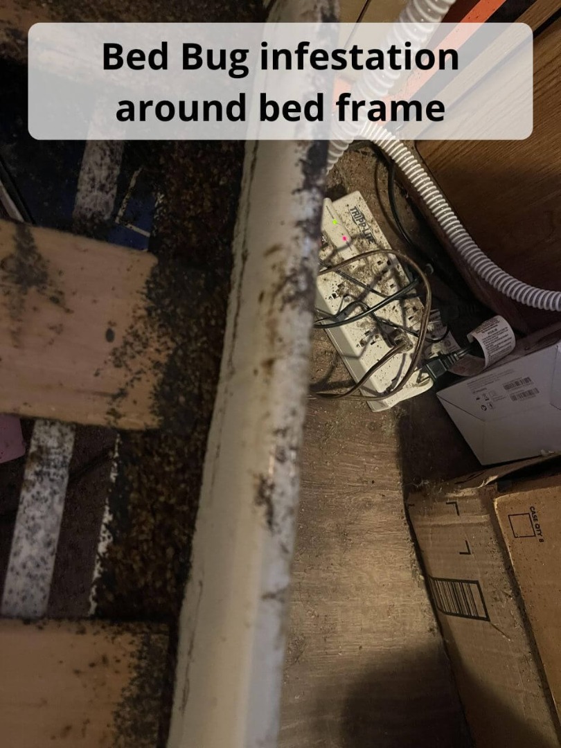 BedBugs on beds Riverside AL