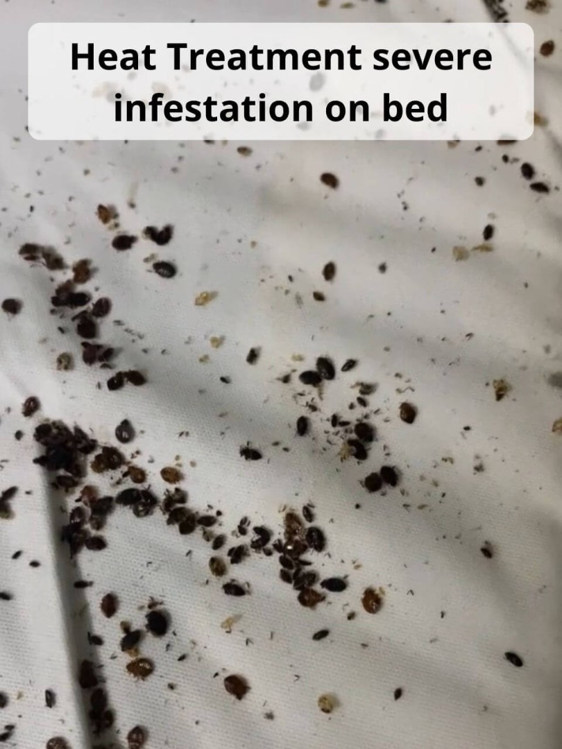 Bed Bug Car Treatment Wald AL