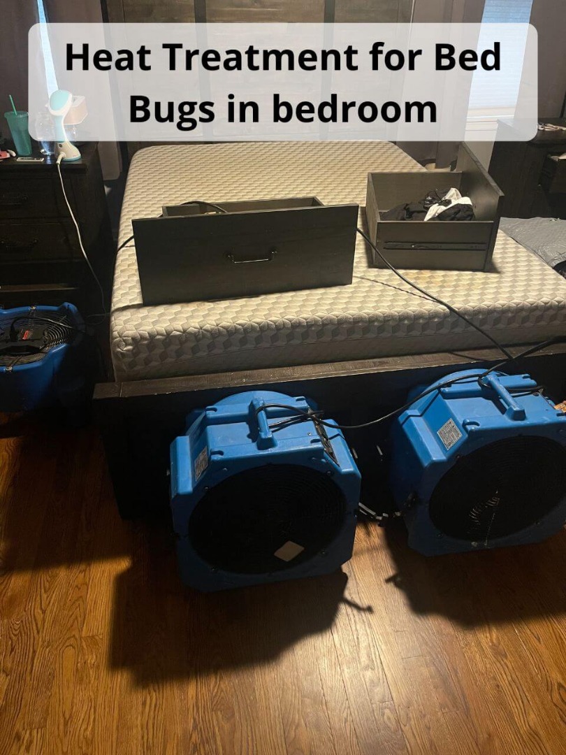 Bed Bug Car Treatment Papalote TX