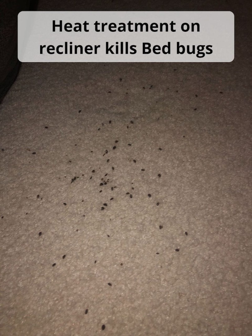 Temple TX Bed Bug Images