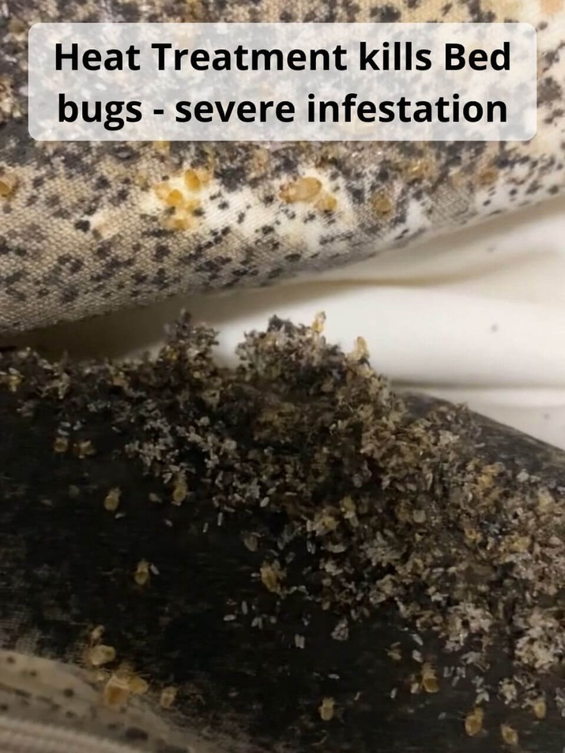 Munger MI Bed Bug Images