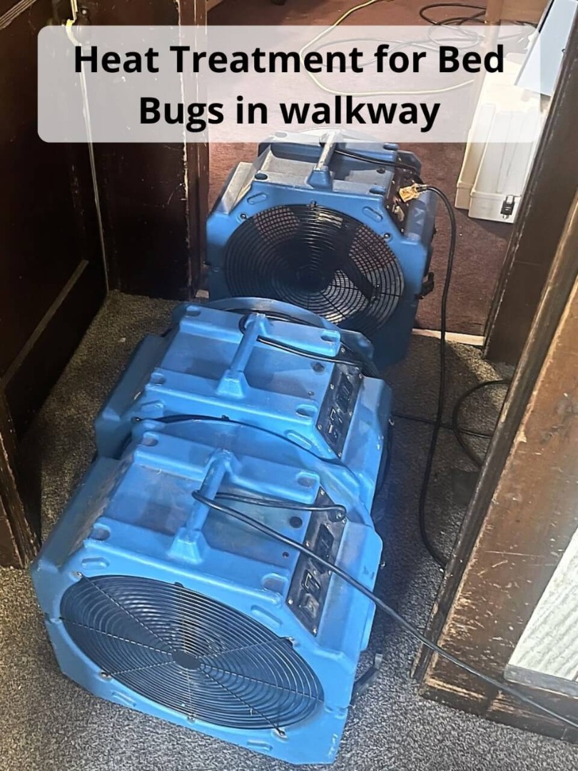 Heat Treatment killing Oakwood Bed Bugs