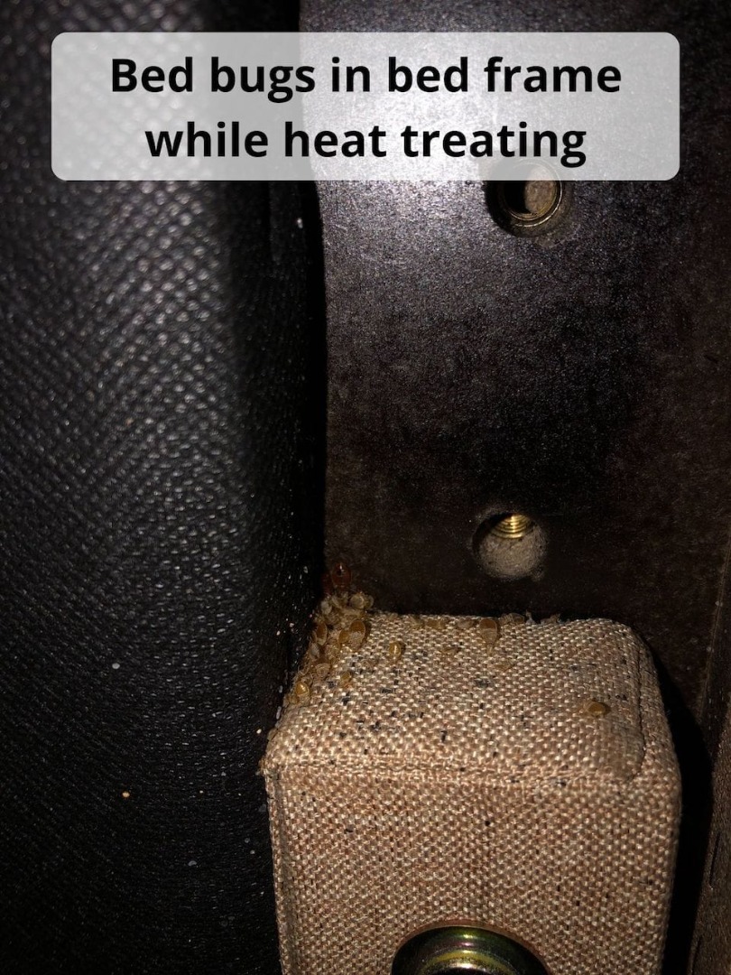 Heat Treatment killing Keifertown Bed Bugs