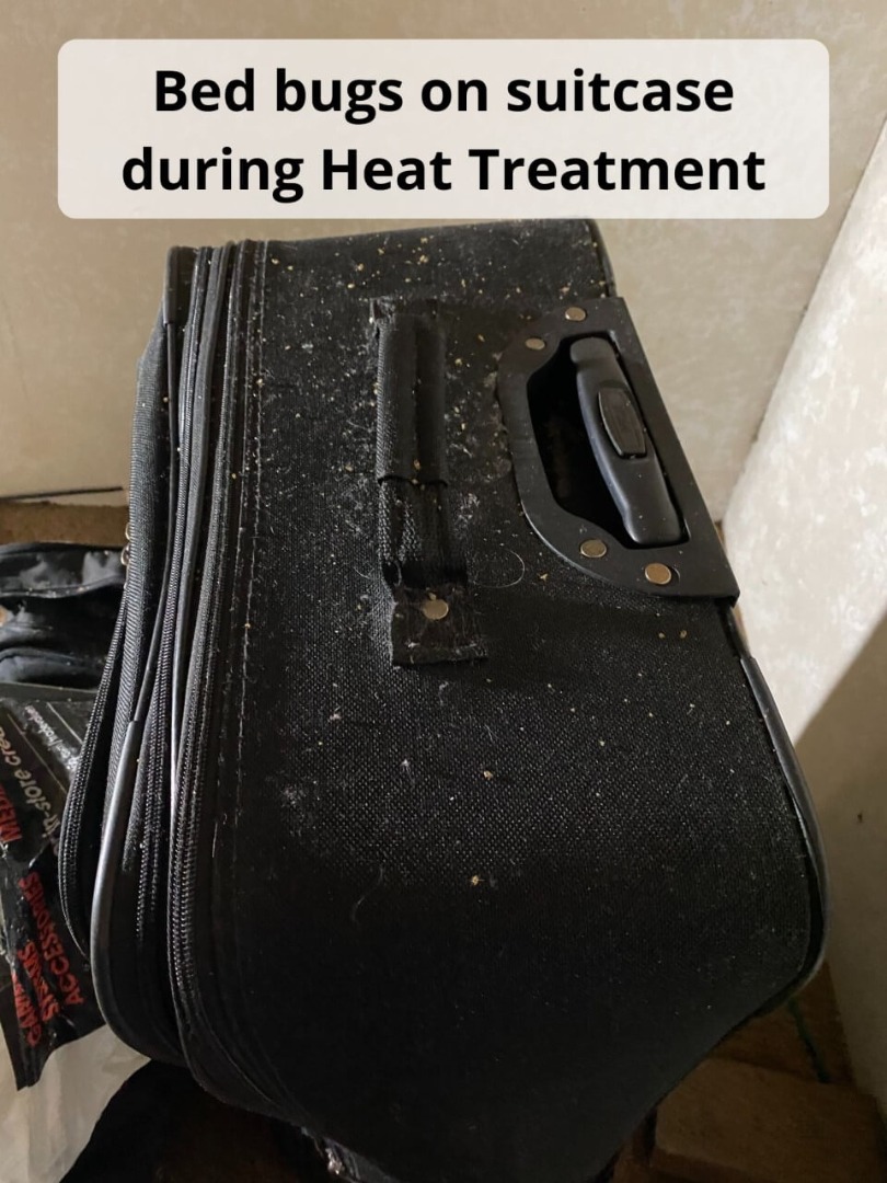 Heat Treatment killing Mitchell Bed Bugs