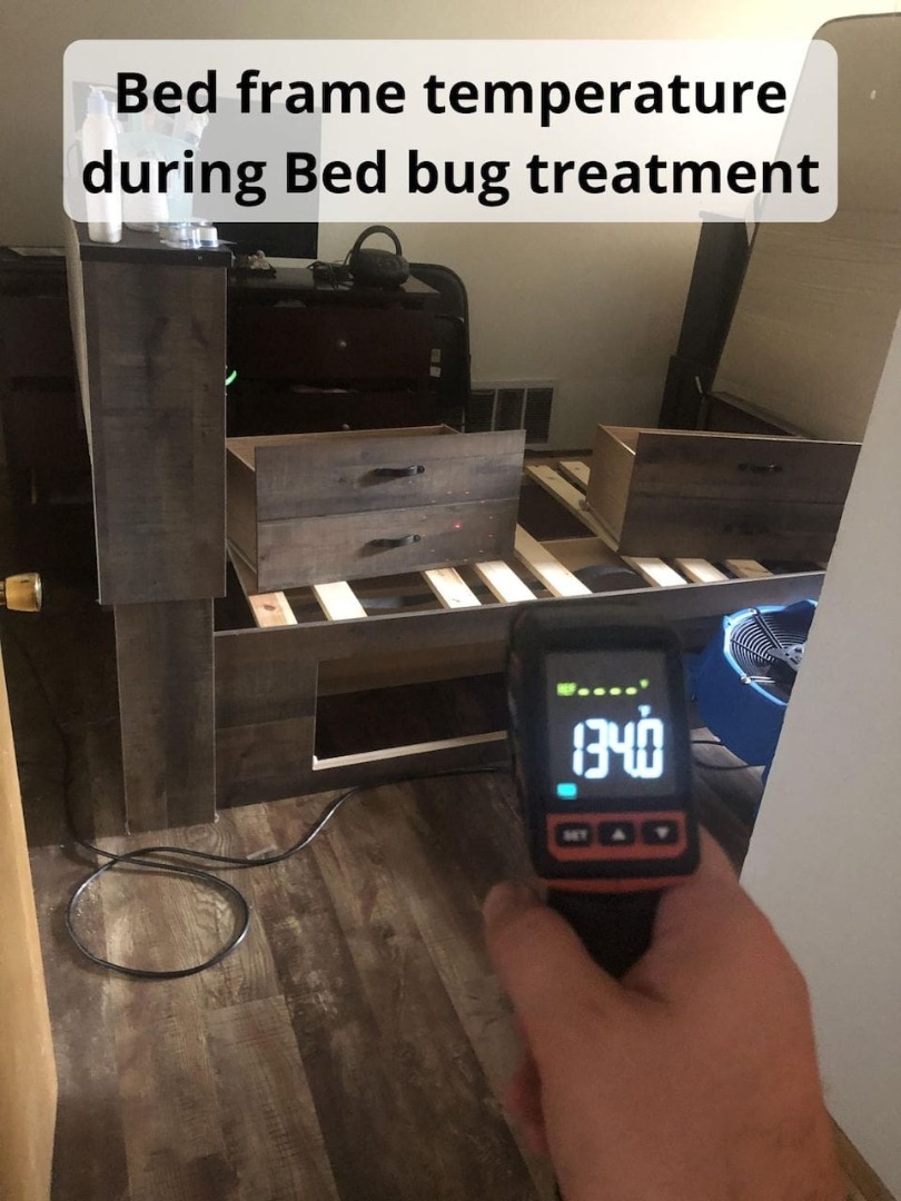 Heat Treatment killing Rusk Bed Bugs