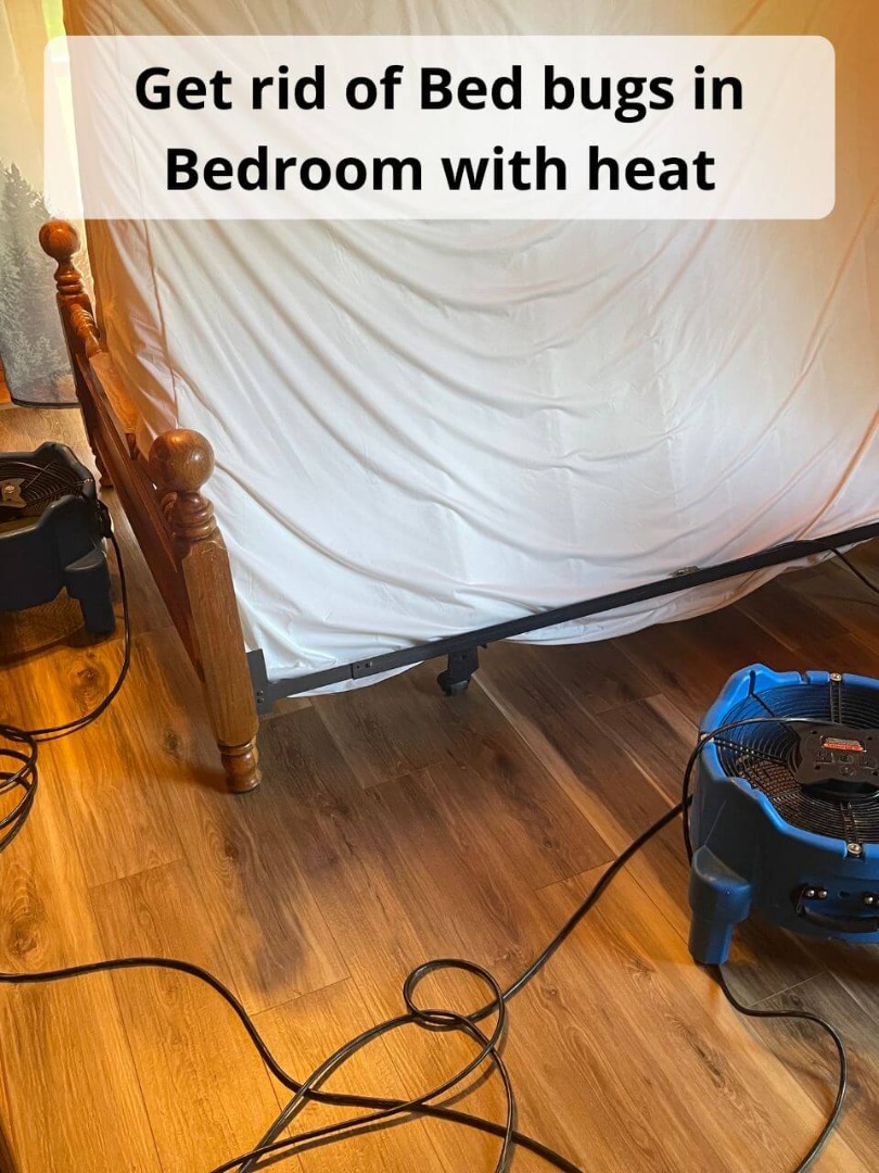 Heat Treatment killing Wheeler Bed Bugs