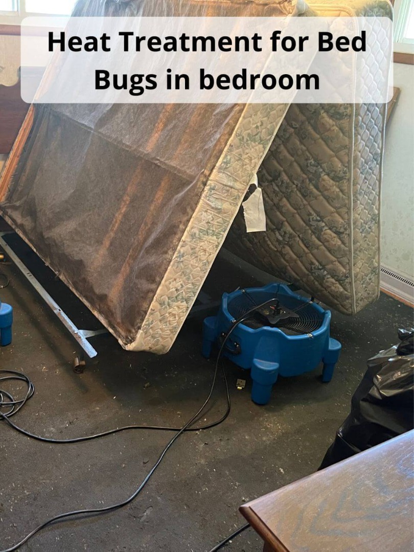 Heat Treatment killing Peytonsville Bed Bugs