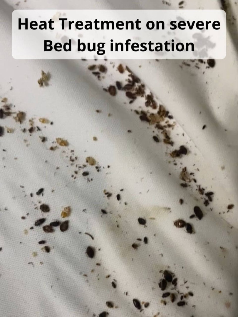 Heat Treatment killing Pierce Station Bed Bugs