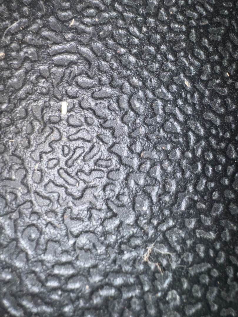 bed bug eggs in car on floormat