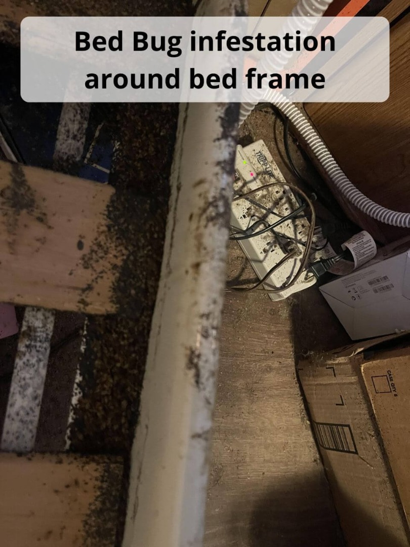 bed bug infestation around bed frame