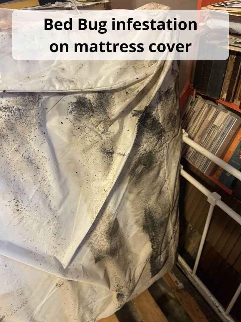bed bug infestation on mattress cover