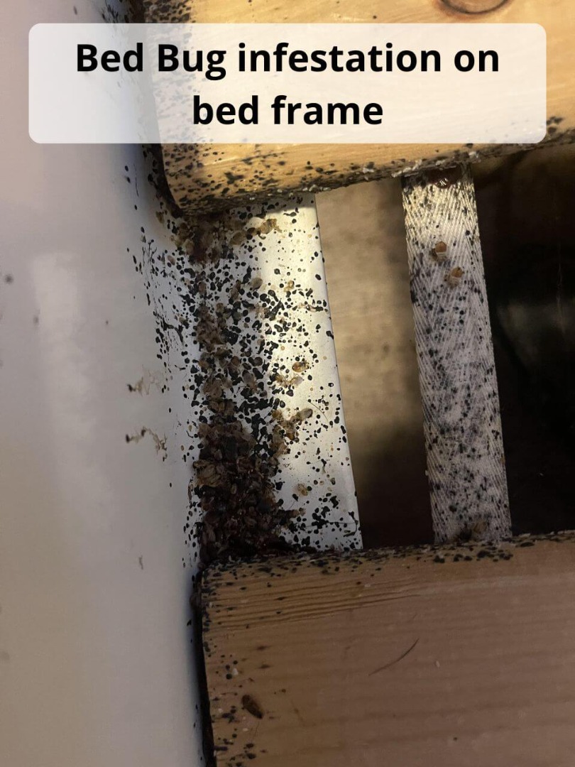 bed bug infestation on mattress