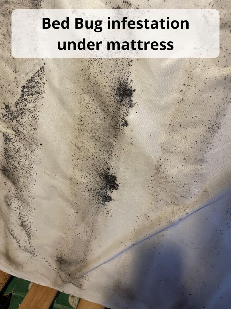 bed bug infestation under mattress