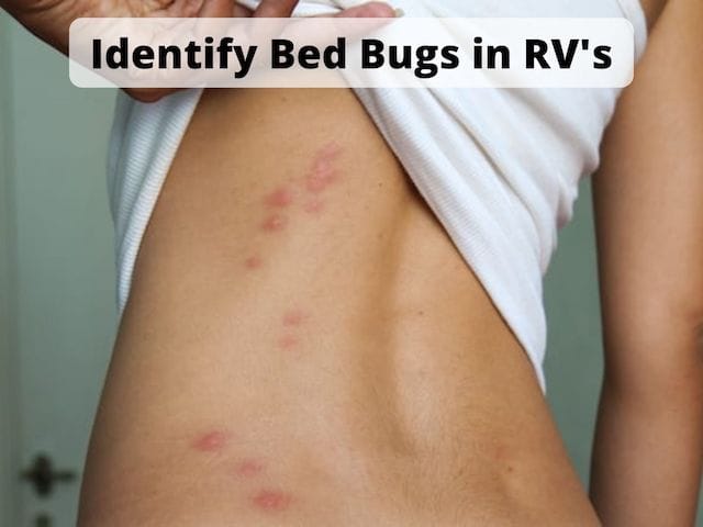 bed bug rv treatment