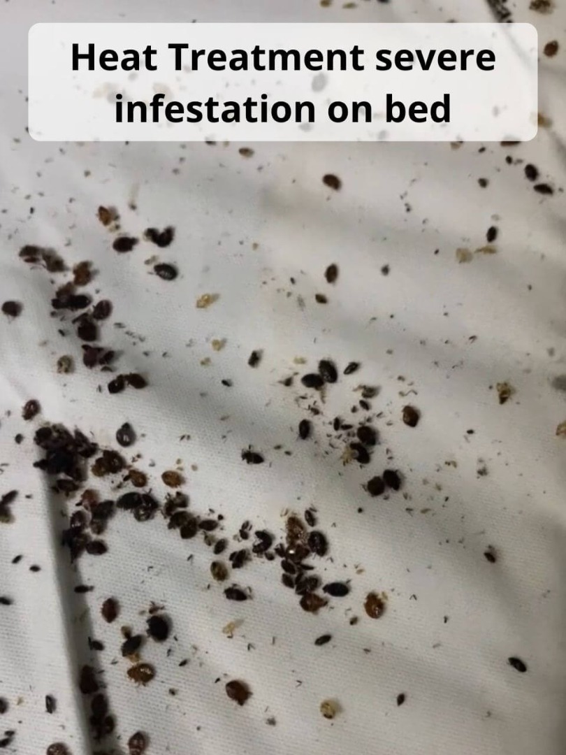 bed bugs dead from heat treatment