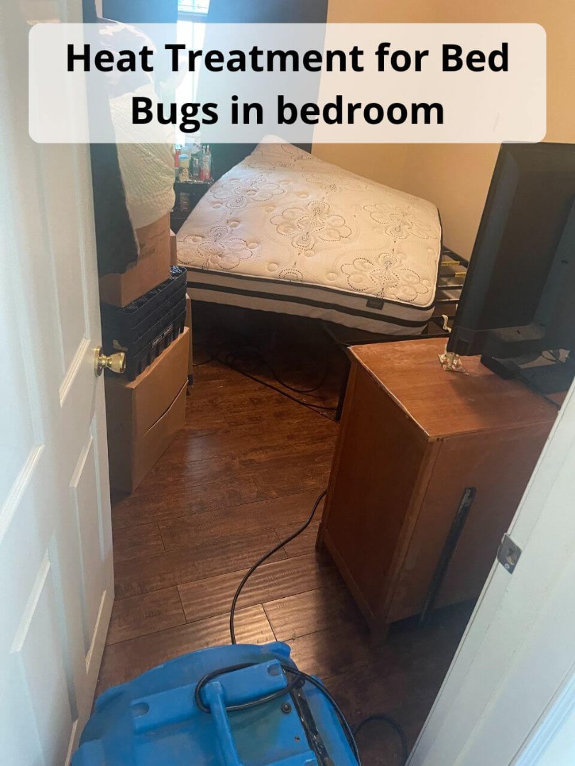 bed bugs in bedroom with heat treatment