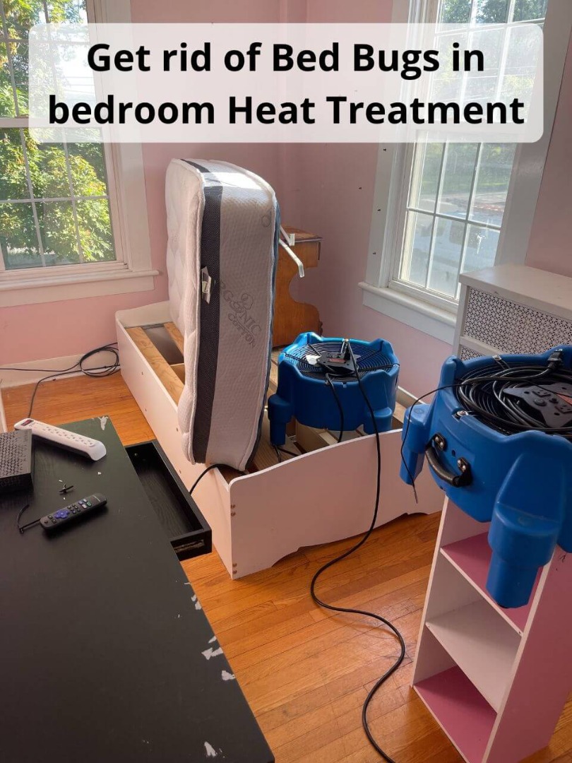 get rid of bed bugs with heat treatment