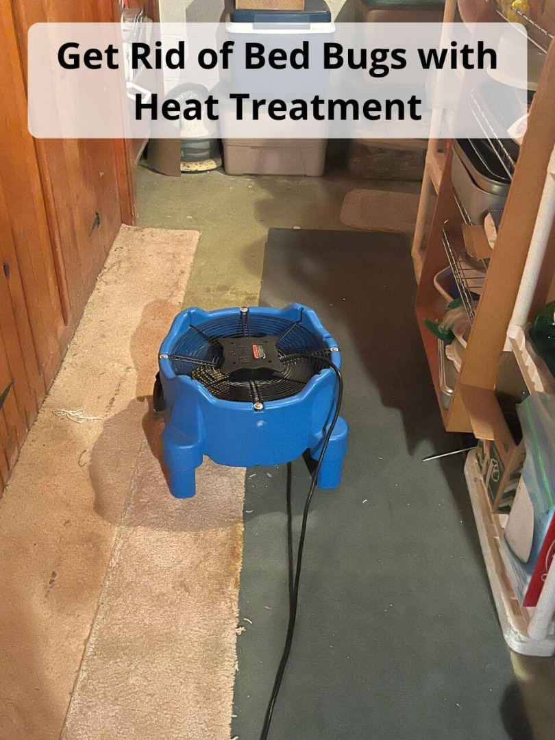 get rid of bed bugs with heat treatment