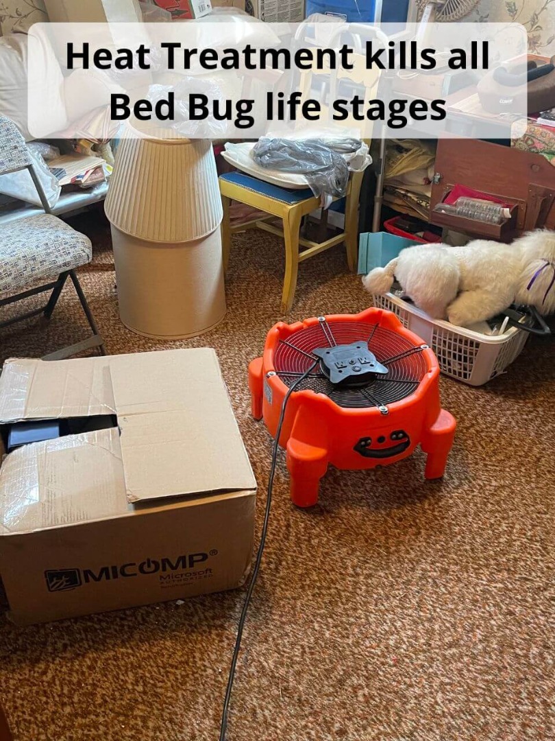 heat treatment kills all life stages of bed bugs