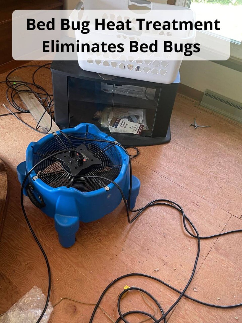 heat treatment eliminates bed bugs