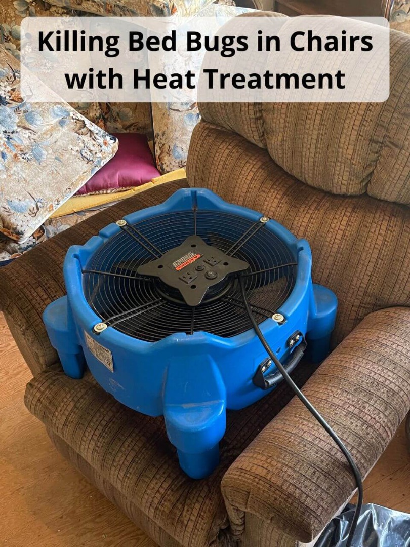 heat treatment kills bed bugs in chairs