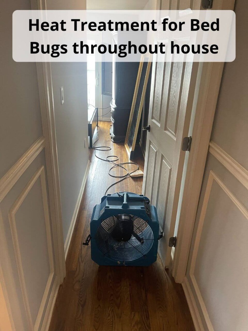 heat treatment kills bed bugs throughout the house