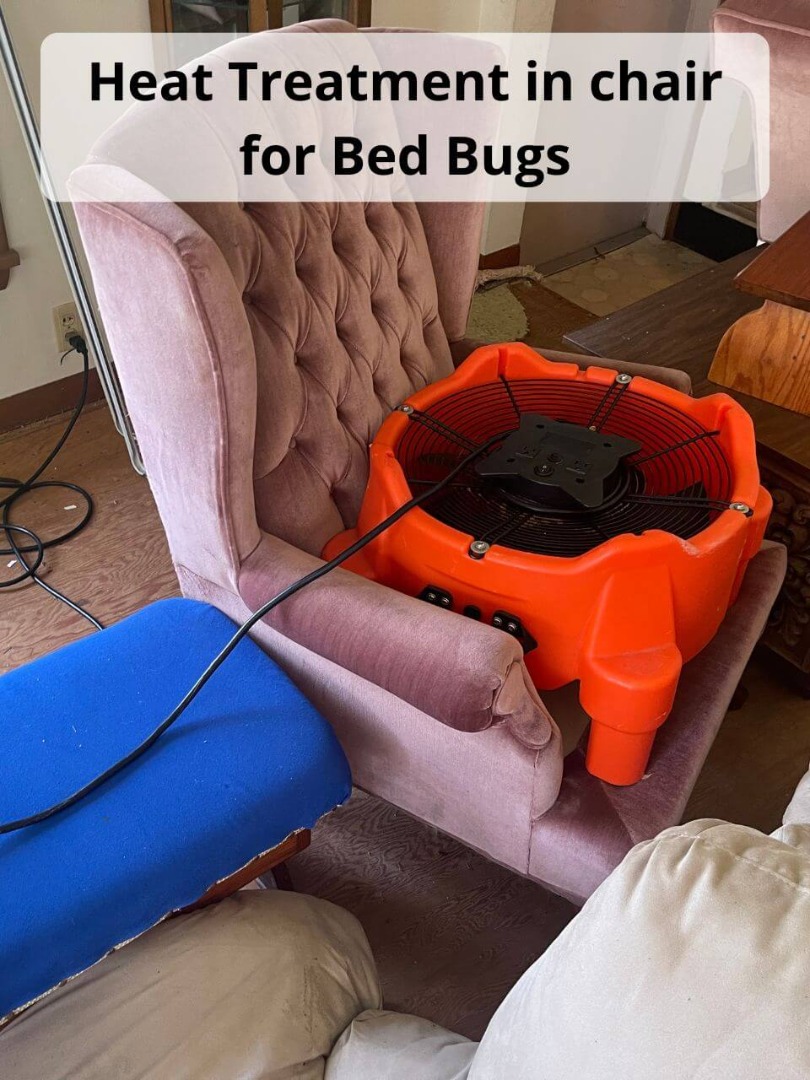 heat treatment in chair for bed bugs