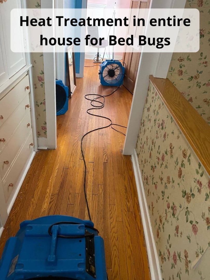 heat treatment in entire house for bed bugs