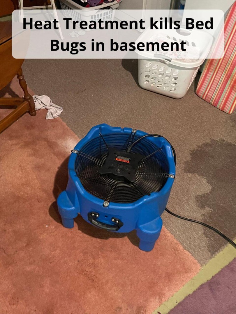 heat treatment kills bed bugs in basement