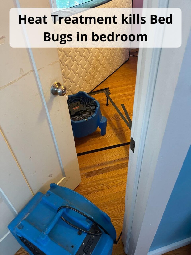 heat treatment kills bed bugs in bedroom