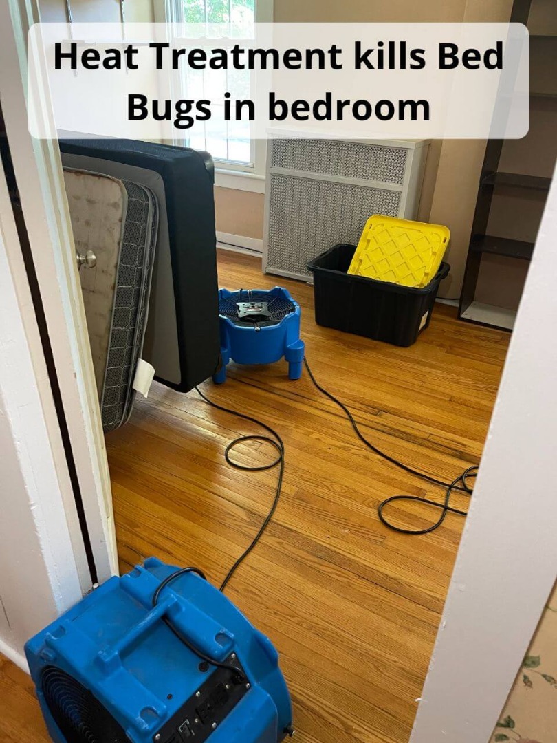 kill bed bugs in bed with heat treatment