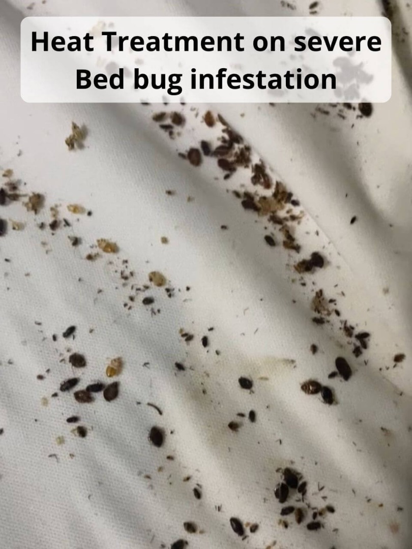 heat treatment kills bed bugs in bed