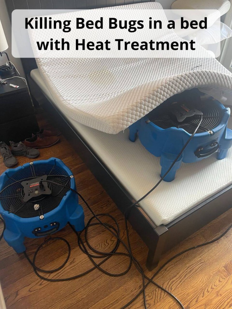 heat treatment killing bed bugs in bed
