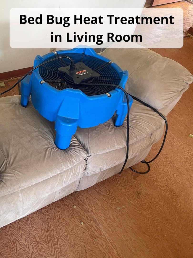 bed bug heat treatment in living room