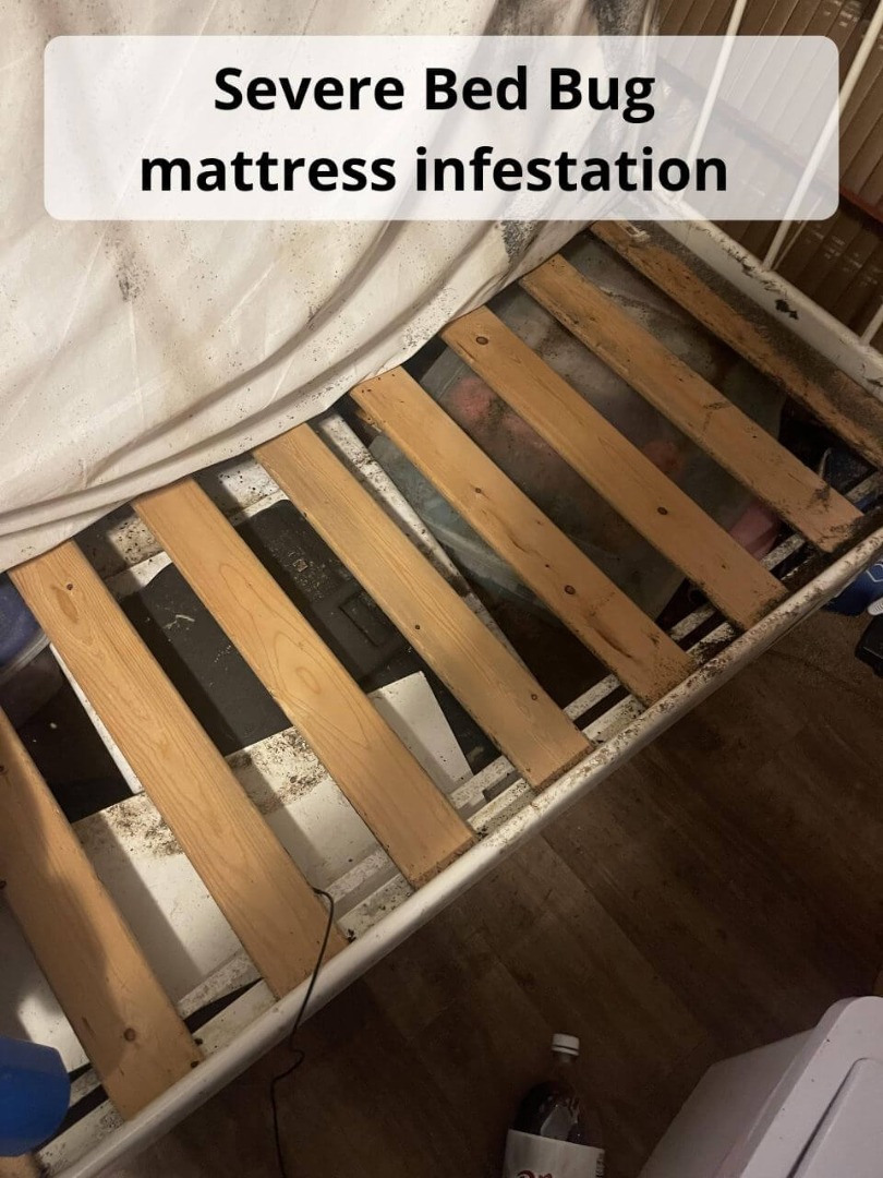 severe bed bug infestation on mattress
