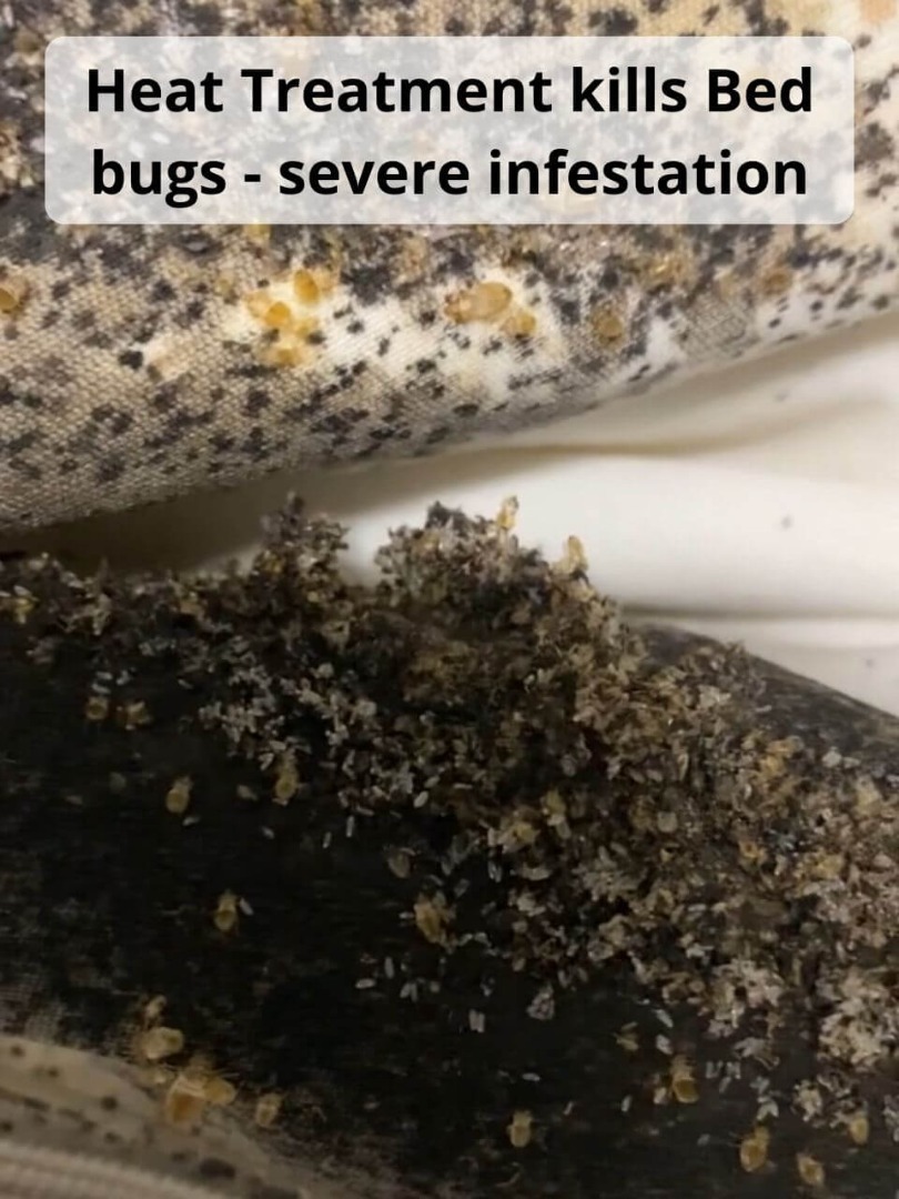 severe infestation of bed bugs during heat treatment
