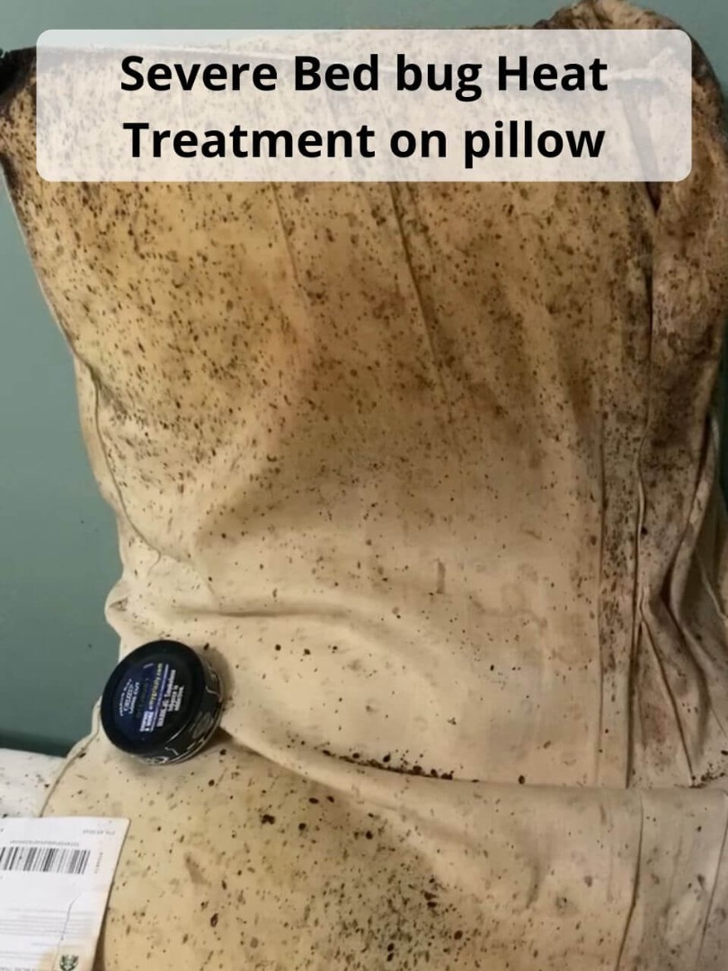 bed bug infested pillow during heat treatment